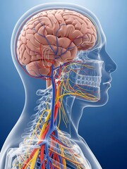 青い背景に描かれた人間の脳と血管の精密な医療イラスト