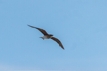 Obraz premium Dynamic moment of an Oriental Pratincole spreading its wings to take off from a field.