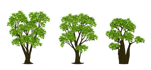 Tree Vector Illustration Collection Featuring Tropical and Orchard Trees with Mango, Apple, Banana, Orange, Coconut Palm and More Isolated on White Background, Colorful Tree Vector Illustration