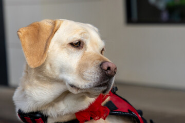 A yellow labrador retriever dog