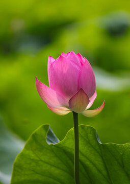 Unopened Lotus Flower Detailed Macro Closeup
