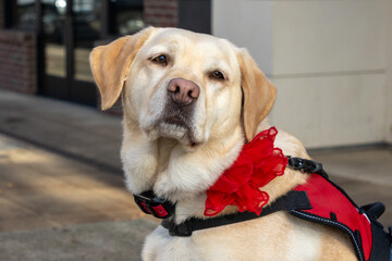 A yellow labrador retriever dog