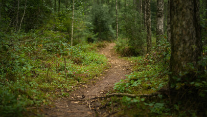 Obraz premium Quiet forest trail winding through green undergrowth and birch trees, calm atmosphere