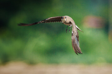 Dynamic moment of an Oriental Pratincole spreading its wings to take off from a field.