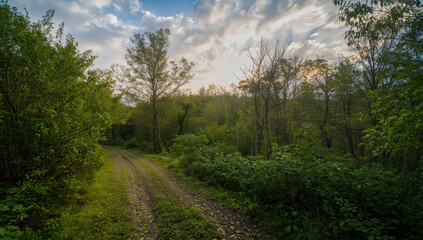 Fototapeta premium Lush green forest dirt road at sunset with soft clouds and peaceful atmosphere