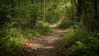 Fototapeta premium Forest trail winding through green woodland, sunlit path, peaceful mood