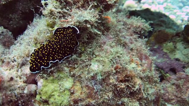 flatworm in the coral reef