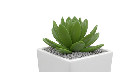 Green Succulent Plant in a White Square Pot with Pebbles