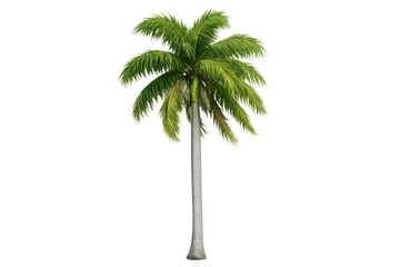 Obraz premium Tropical palm tree with green fronds on a transparent background, summer vacation travel concept