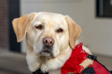 A yellow labrador retriever dog