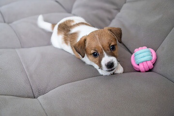 Cute jack russell puppy playing with toy on gray sofa.