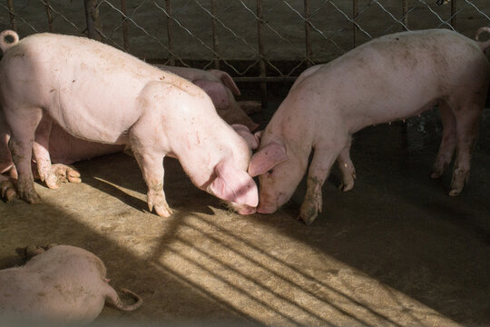 Two Pigs Fighting At Livestock Farm Pen