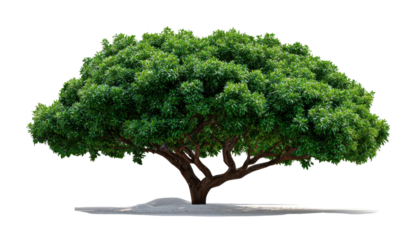 Majestic canopy tree: A magnificent tree stands tall, its lush green canopy forming a vast, welcoming umbrella. The tree's sturdy trunk supports its broad crown, offering a haven of shade.
