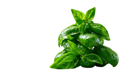 Basil: A fresh, vibrant sprig of basil, embodying the essence of culinary delight, with lush, green leaves.