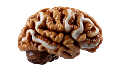 Intricate Cerebral Cortex: A detailed, three-dimensional model of the brain, showcasing the convolutions of the cerebral cortex and highlighting the intricate structure