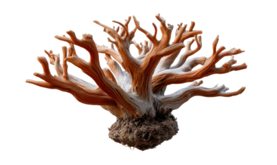 Weathered Tree Roots: A captivating close-up of a weathered tree root system, showcasing its intricate branch structure, earthy textures, and artistic potential. 