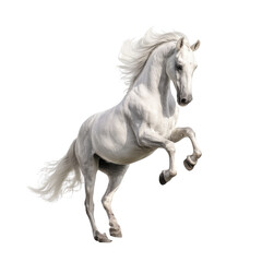 Fototapeta premium Majestic White Horse in Action: A stunning white horse rears up, showcasing its powerful muscles and graceful form against a clear backdrop, embodying freedom and strength.