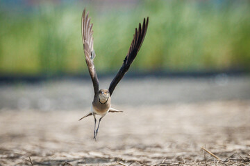 Dynamic moment of an Oriental Pratincole spreading its wings to take off from a field.