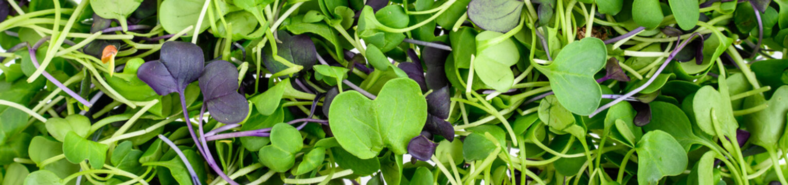 Rainbow mix of fresh Microgreens, tiny raw leaves of organic Bok Choy, Cabbage, Radish, Kale, and Kohlrabi, vitamins, minerals, and other healthy nutrients
