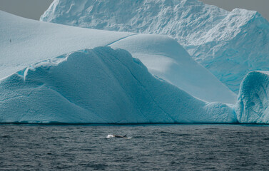 Epic Antarctica Orca Wildlife with Massive Icebergs Killer Whale Dolphin Black and White Jumps Out...
