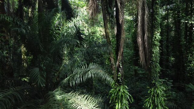 A dense tropical forest with tall palm fronds and ferns dangling in the gentle sunlight. The dense green jungle vegetation creates a fresh and wild atmosphere ideal for enjoying nature.