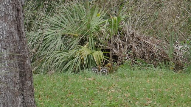 Curious Raccoon in Backyard. Baby