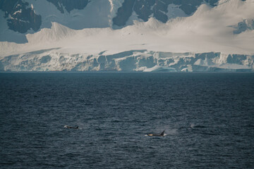 Antarctica Family of Orcas Wildlife Killer Whale Dolphin Black and White Jumps Out of Water Blow Hole Natural Habitat Beautiful Natural Habitat