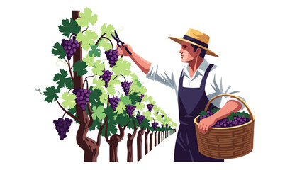 Grape Harvest Season: Happy Farmer Cutting Grapes with Pruners, Holding Basket Full of Ripe Fruit, Isolated on transparent background. Vector Illustration for Agriculture Concept.