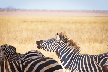 Fototapeta premium Plains zebra or Equus quagga, black and white stripes in foreground of savannah landscape