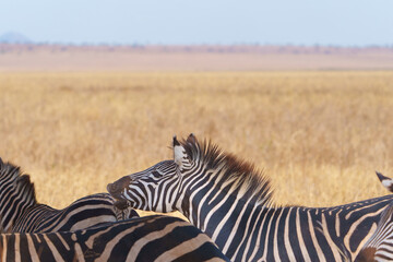 Fototapeta premium Plains zebra or Equus quagga, black and white stripes in foreground of savannah landscape
