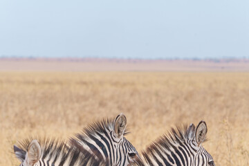 Fototapeta premium Plains zebra or Equus quagga, black and white stripes in foreground of savannah landscape