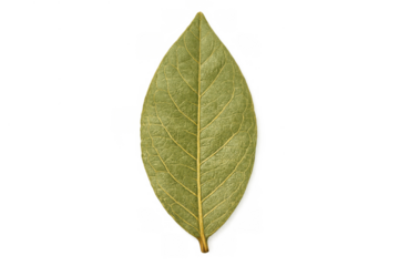 Single bay leaf, a natural culinary herb and aromatic spice for seasoning food, on transparent background