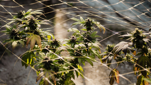 Cannabis With Flowering,medical marijuana leaf,