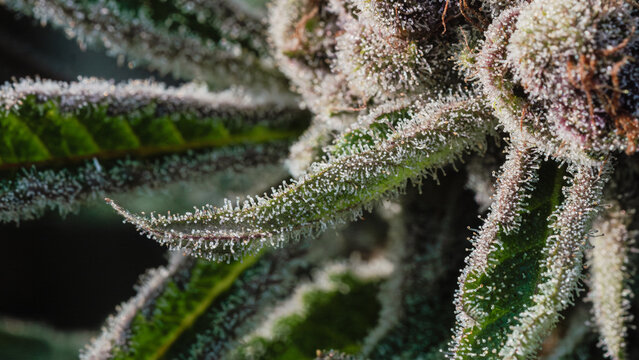 Cannabis With Flowering,medical marijuana leaf,