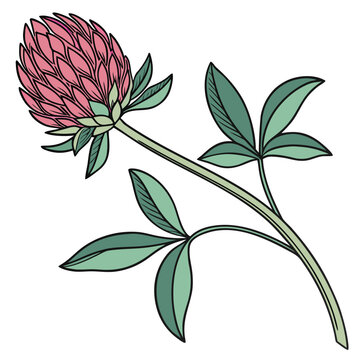 gomphrena flower on vector icon