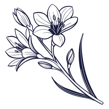 Sparaxis flower line art with trumpet blooms and buds