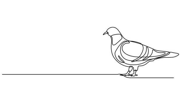 Animal nature collection. Video lines art animation. Pigeon draw by one continuous black line on transparent background with alpha channel. Self animated continuous one line drawing of a dove symbol.