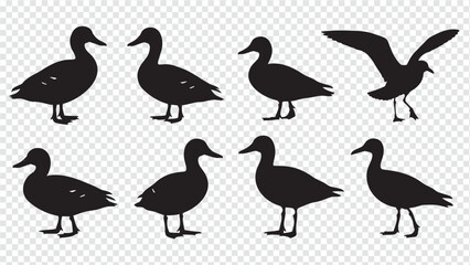 Obraz premium seven black ducks on transparent background