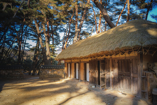 Echoes of History: Traditional Thatched House and Pine Shadows at Cheongnyeongpo (Servant's Quarters)