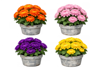 Potted chrysanthemums in various colors set, orange, pink, purple, yellow autumn flowers in rustic pots, transparent background