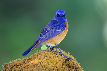 Blue-fronted redstart, Phoenicurus frontalis, beautiful blue back bird showing its nice feathers while perching on top of mossy spot