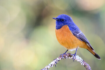 the chubby blue and orange bird happily perching on tree branch, Male Blue-fronted redstart, Phoenicurus frontalis