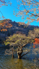 한국에 있는 아름다운 주산지의 가을 풍경