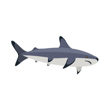 vector drawing blacknose shark isolated at white background, hand drawn illustration