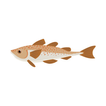 vector drawing polar cod isolated at white background, hand drawn illustration