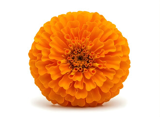 Beautiful bright orange flower with many petals and a dark center is blooming alone