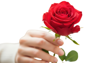 Woman's Hand Holding Single Red Rose isolated PNG with Transparent Background