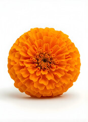 Vibrant orange marigold flower with delicate petals and intricate center details on white