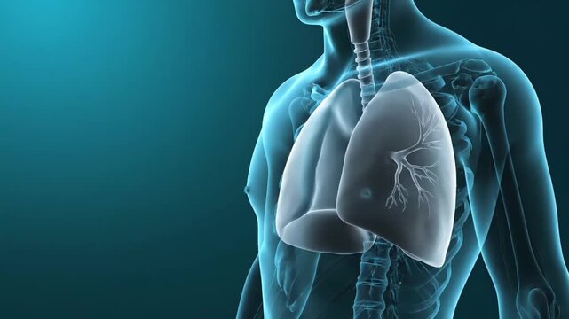 Detailed illustration of a human torso with transparent skin revealing the lungs and skeletal system against a dark blue background.
