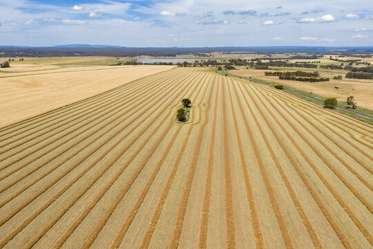 Aerial view of a single tree in a field of harvest lines mowing towards a distant horizon